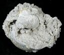 Partial Fossil Whelk With Golden Calcite Crystals - #14705-2